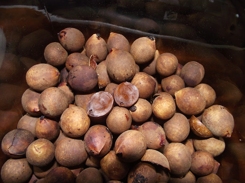 Medicinal and Edible Plants California Bay Laurel nuts Umbellularia